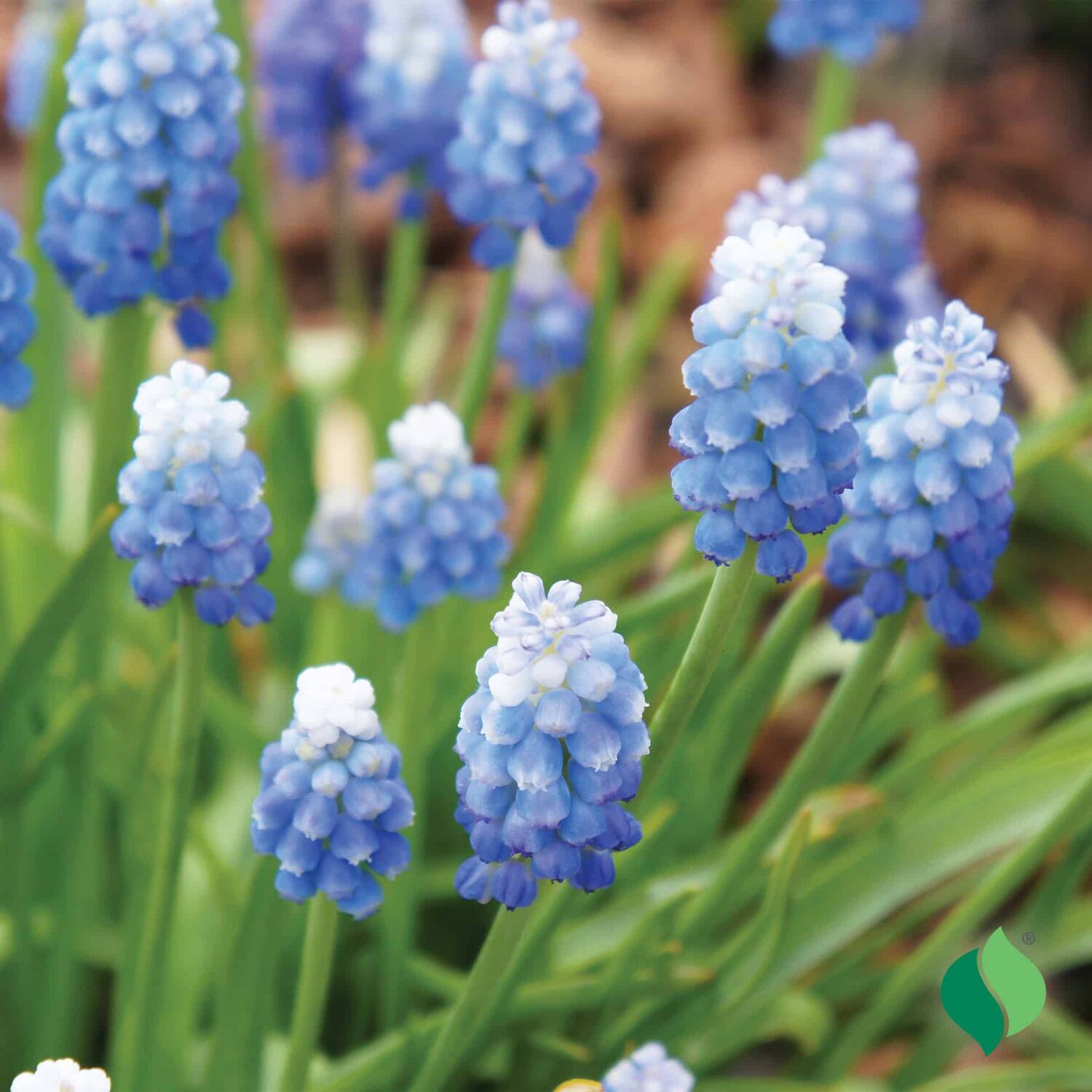 DeGroot Muscari Armeniacum, ‘Delft Blue Mix’