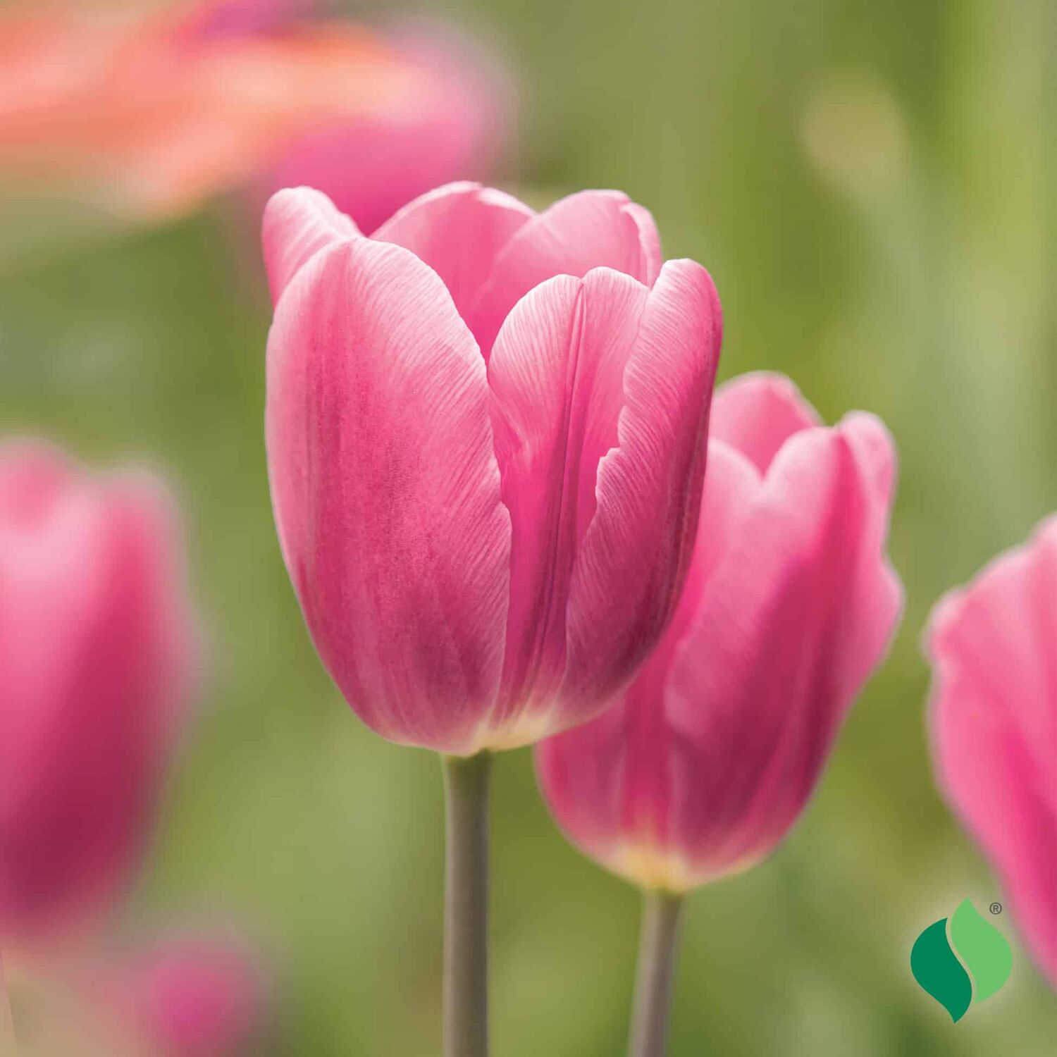 DeGroot Tulip, Early Glory