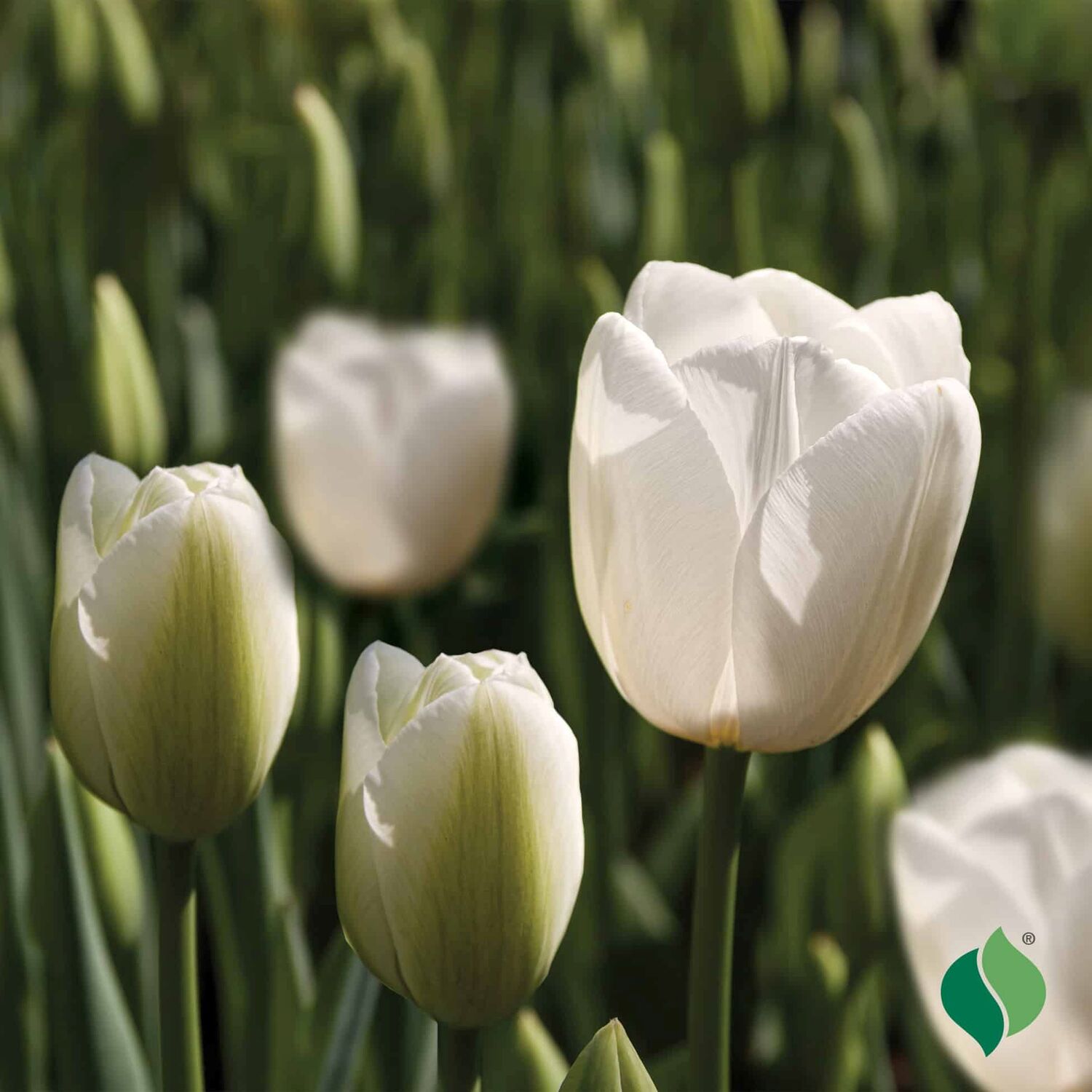 DeGroot Tulip, White Emperor