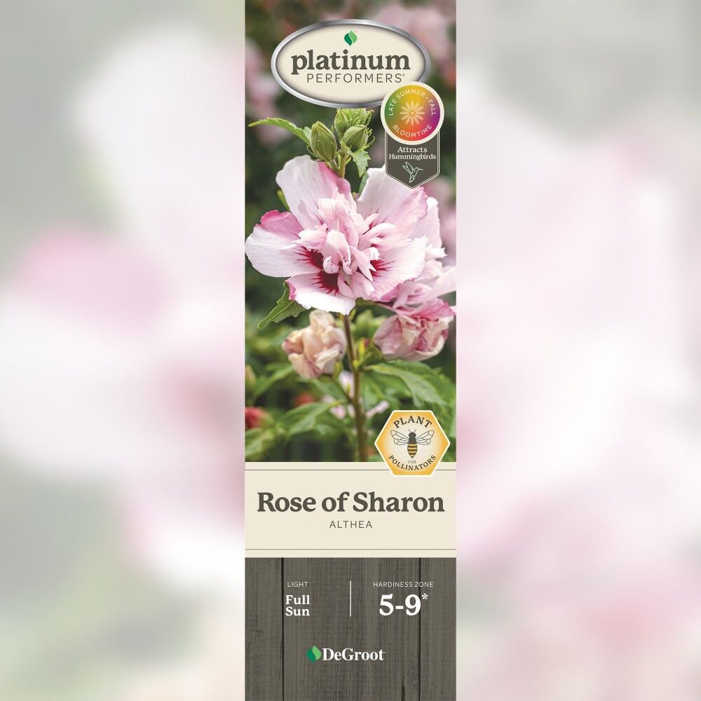 DeGroot Althea, Rose of Sharon