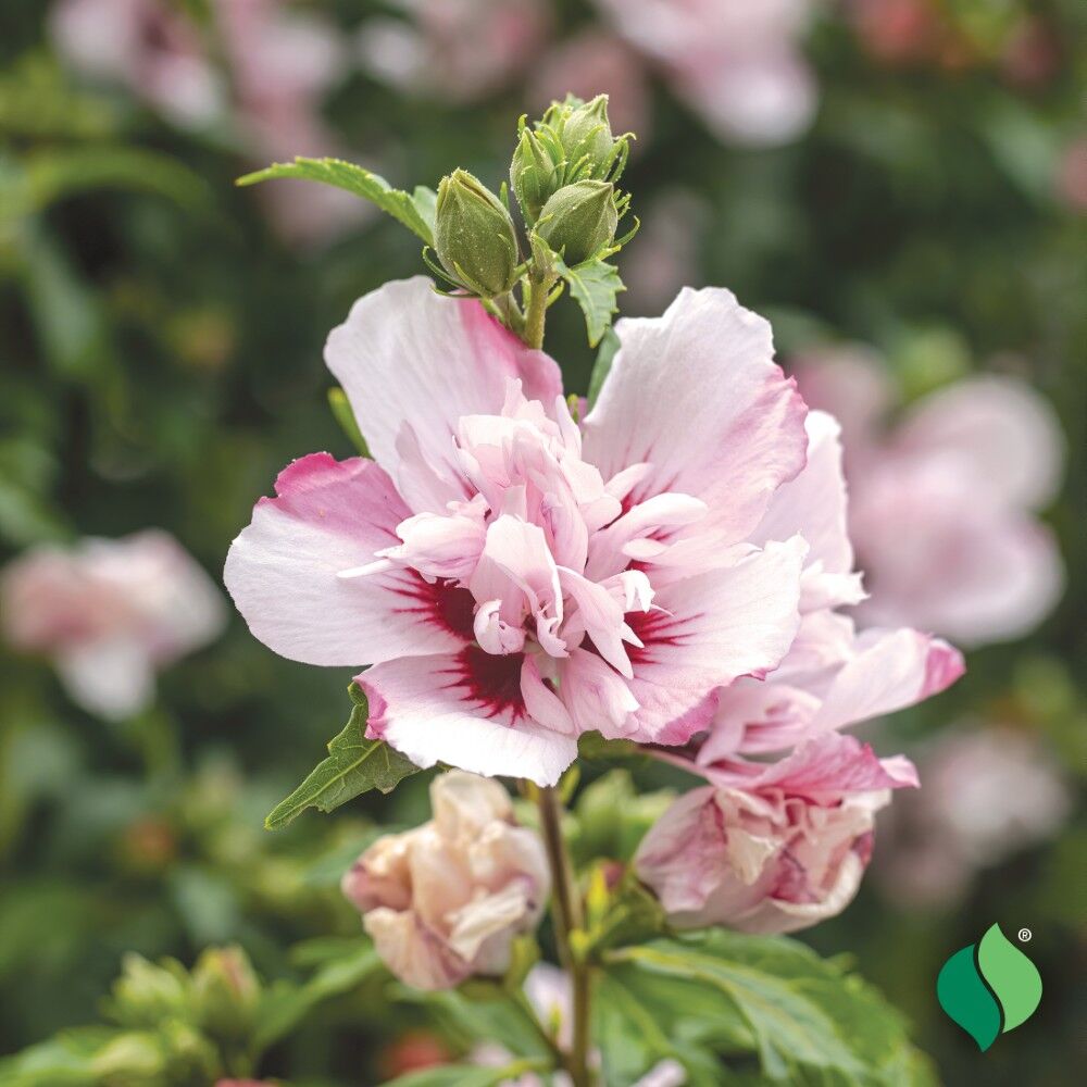 DeGroot Althea, Rose of Sharon