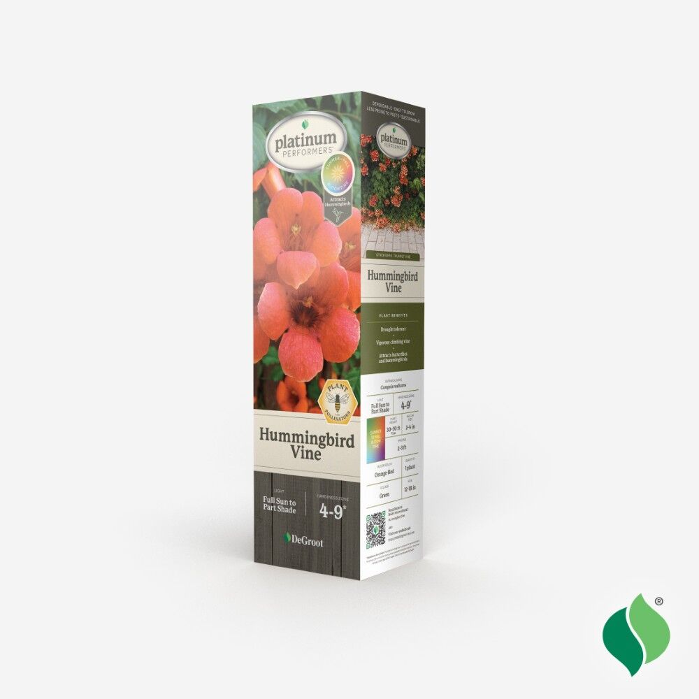 DeGroot Hummingbird Vine