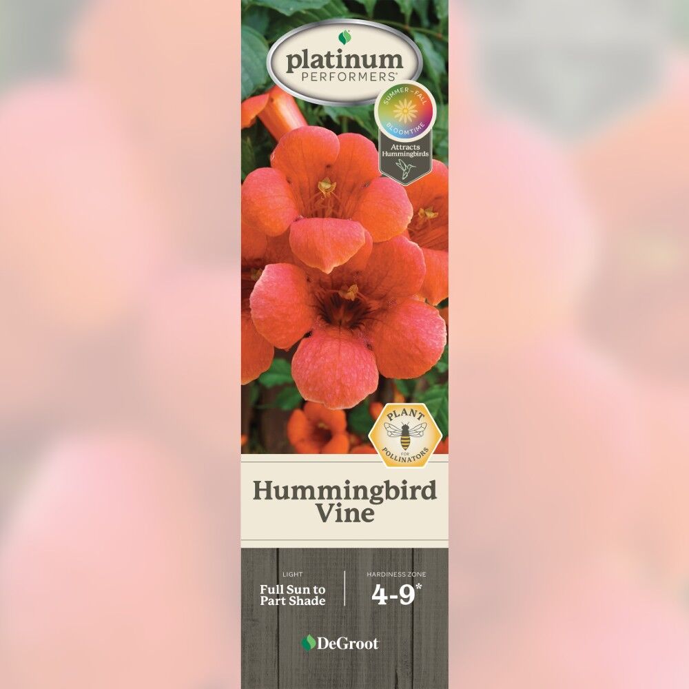DeGroot Hummingbird Vine