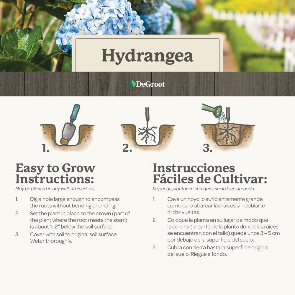 DeGroot Hydrangea, Nikko Blue