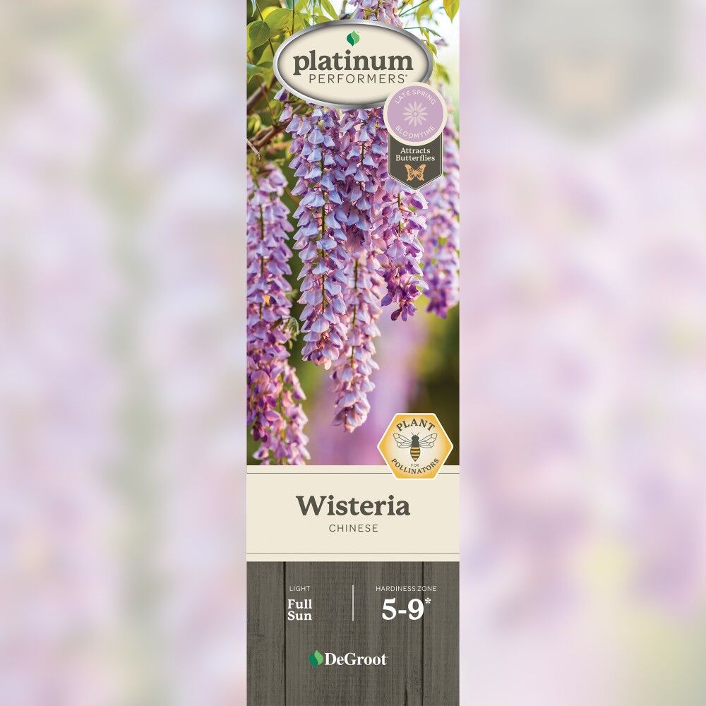 DeGroot Wisteria, Chinese