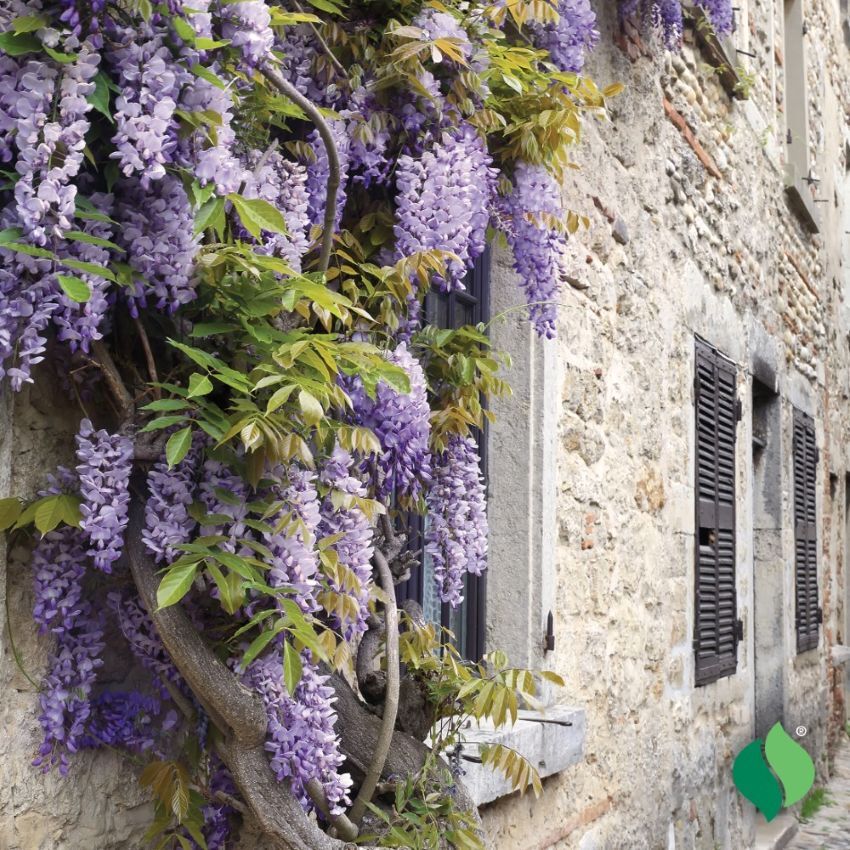 DeGroot Wisteria, Chinese