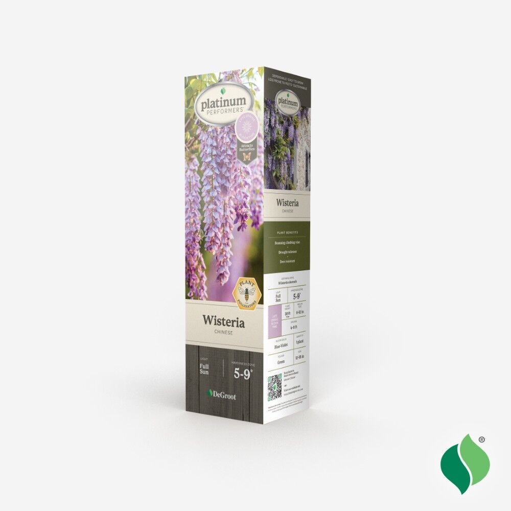 DeGroot Wisteria, Chinese