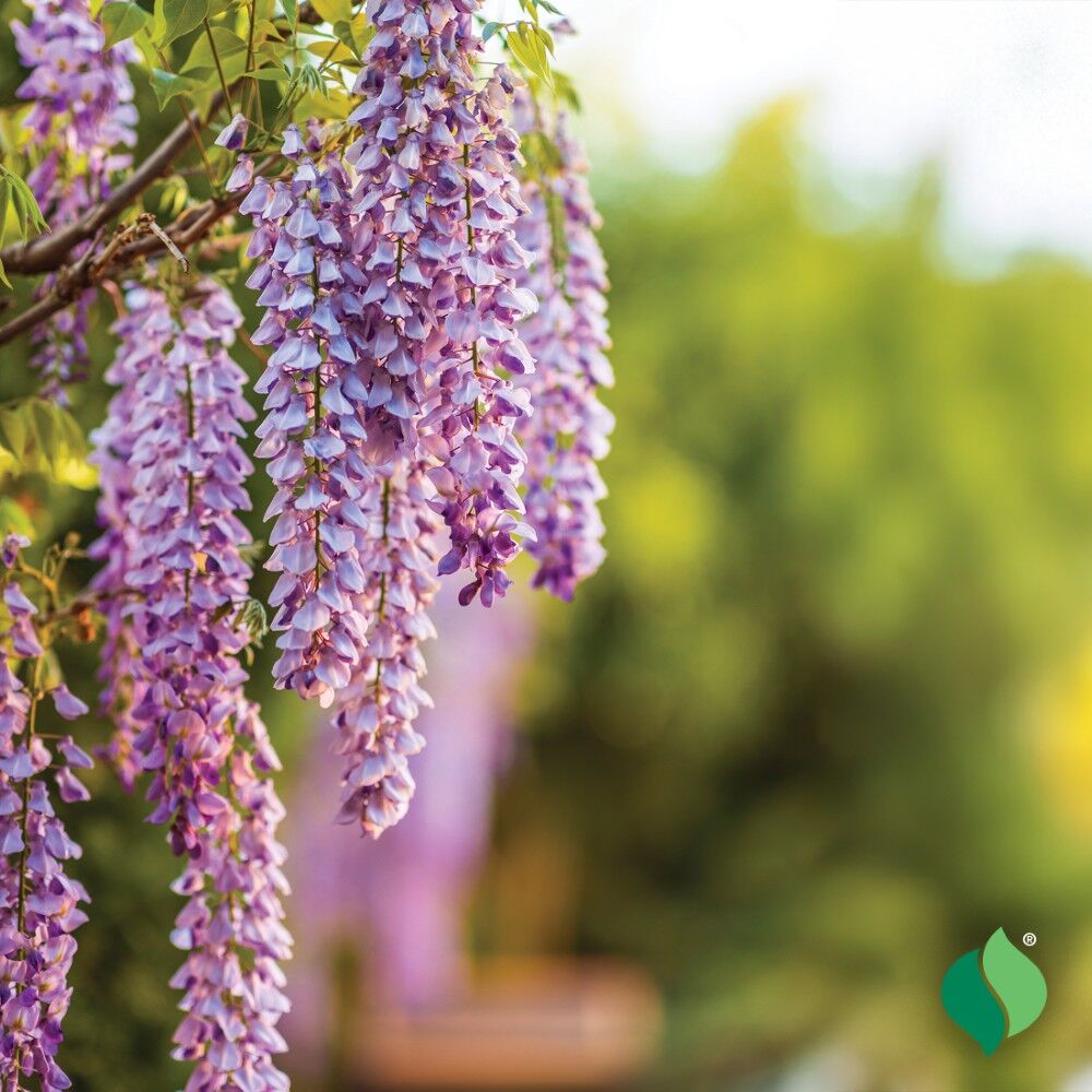 DeGroot Wisteria, Chinese