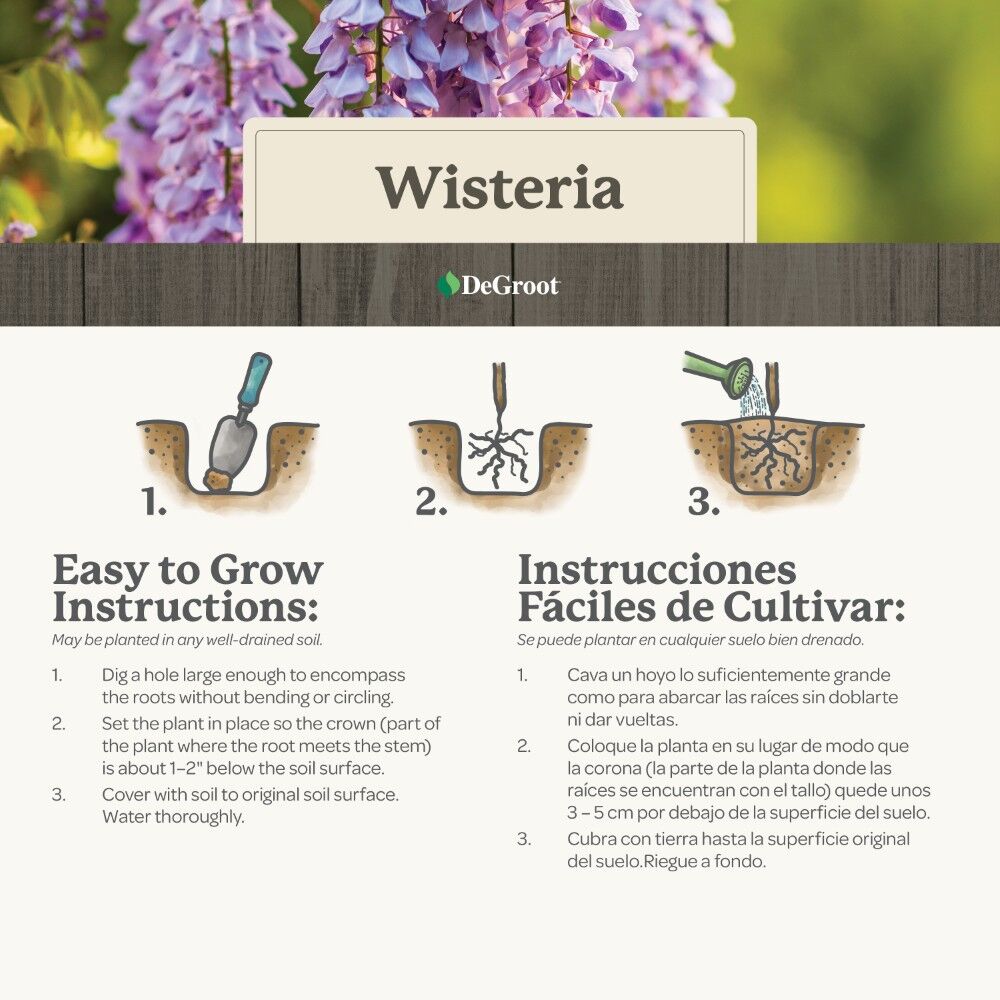 DeGroot Wisteria, Chinese