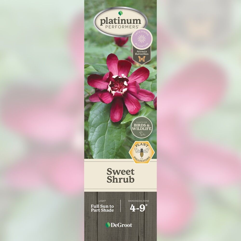 DeGroot Sweet Shrub