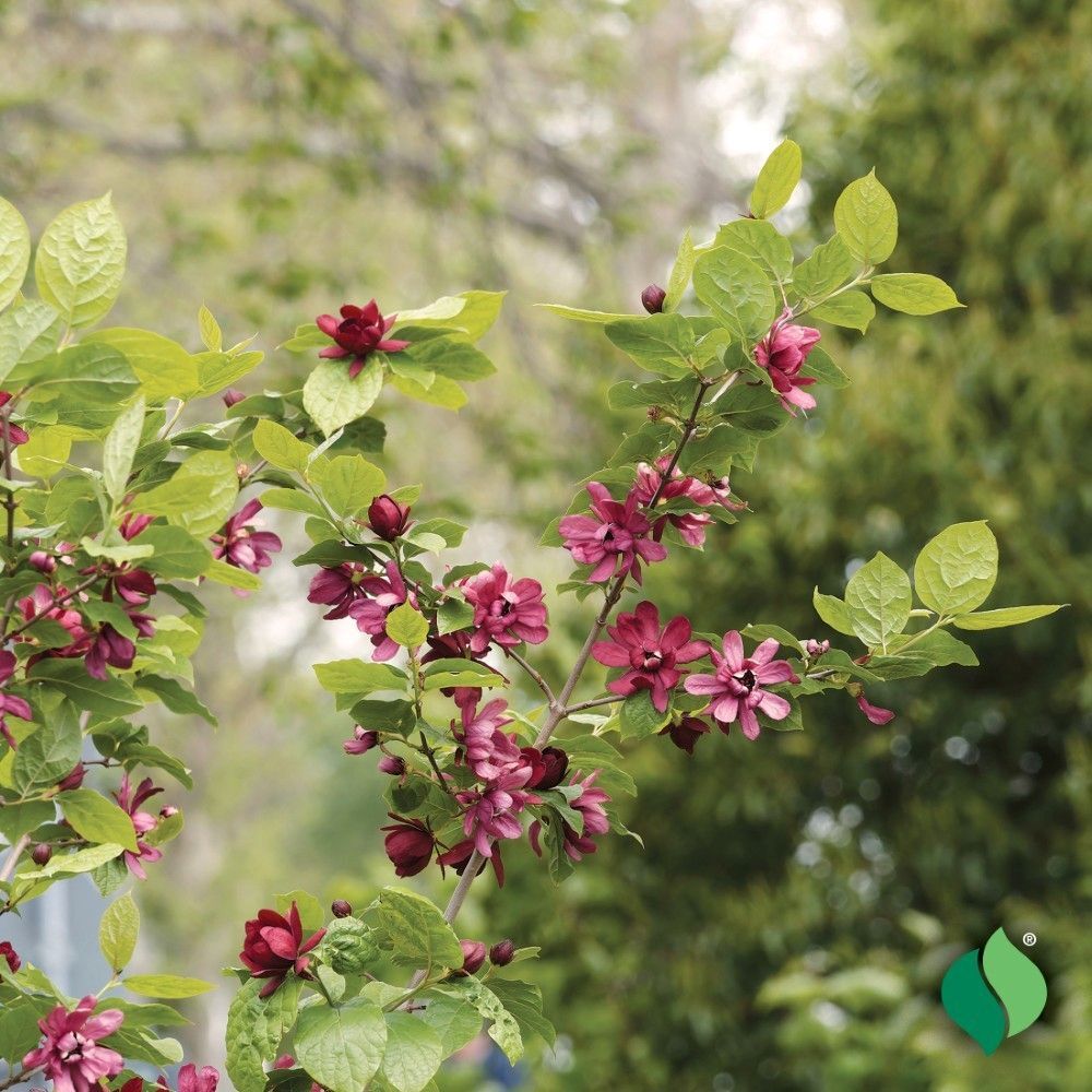 DeGroot Sweet Shrub