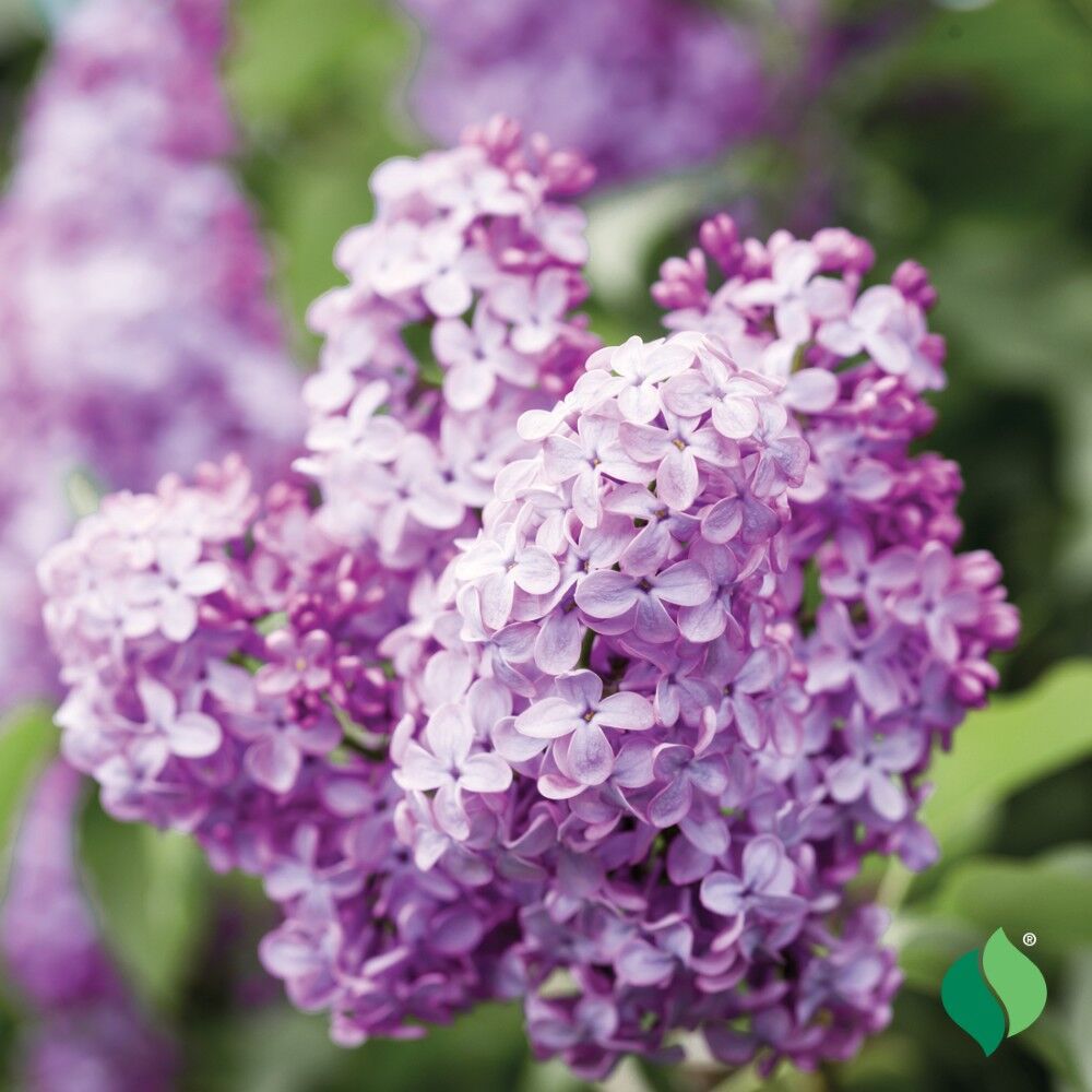 DeGroot Lilac, Common