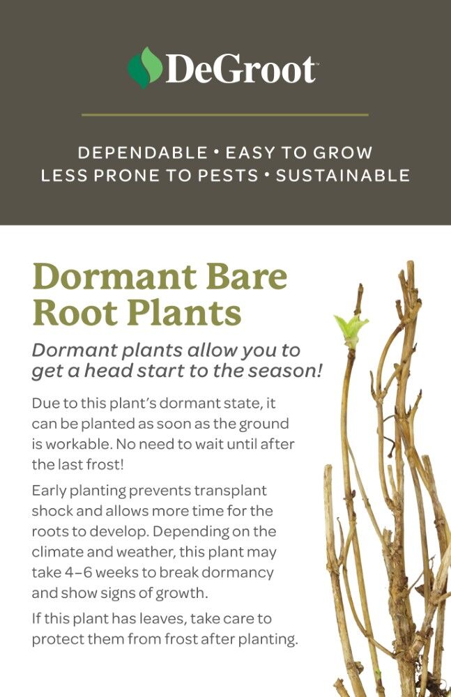 DeGroot Lilac, Common