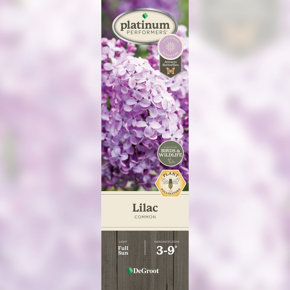 DeGroot Lilac, Common