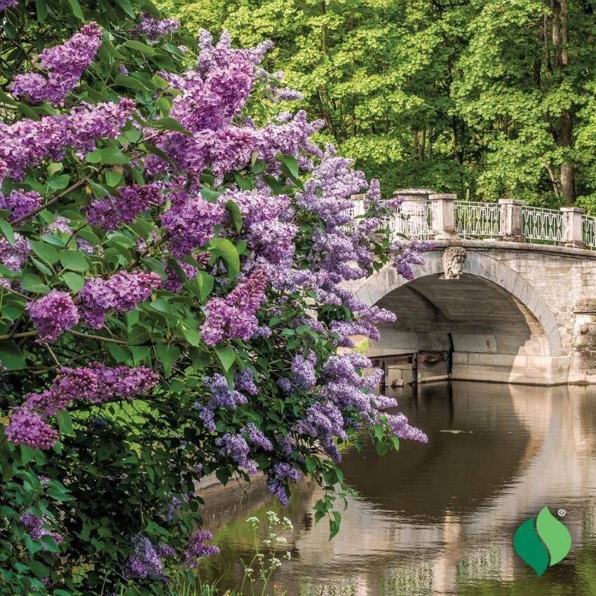 DeGroot Lilac, Common