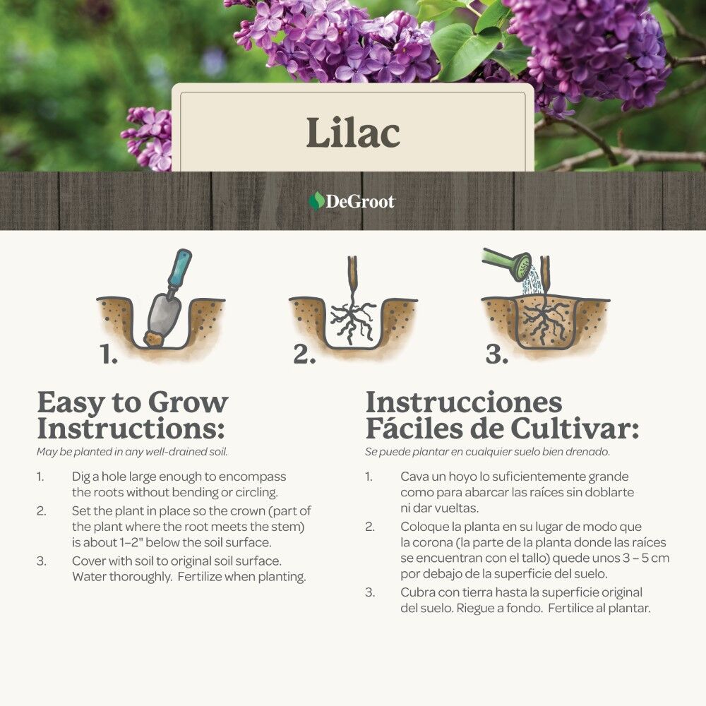 DeGroot Lilac, Common