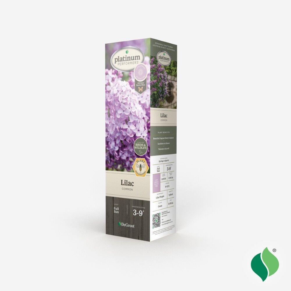 DeGroot Lilac, Common