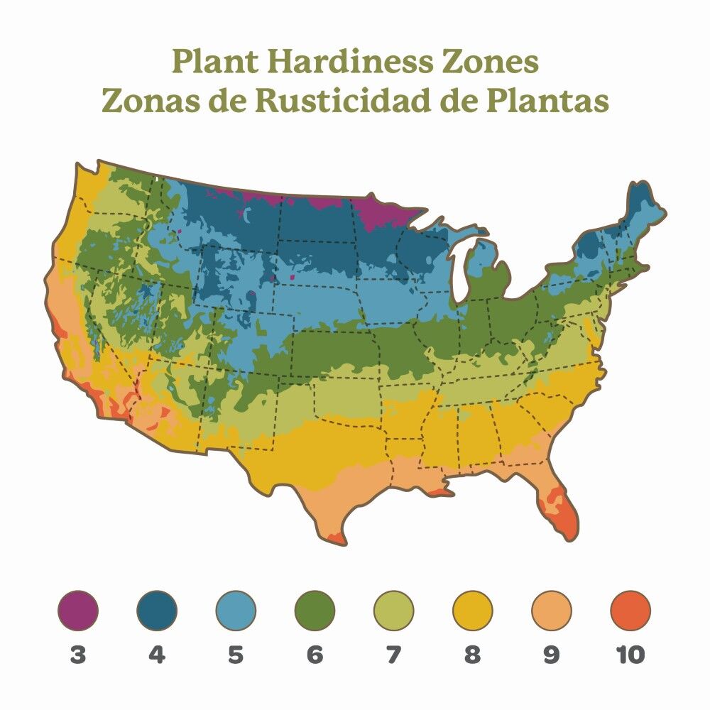 DeGroot Strawberry, Bag O' Blooms