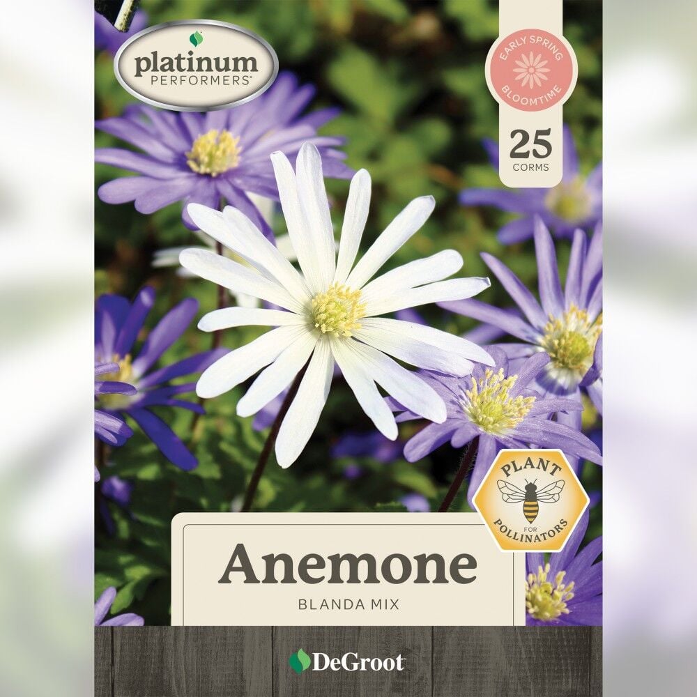 DeGroot Anemone, Blanda Mix