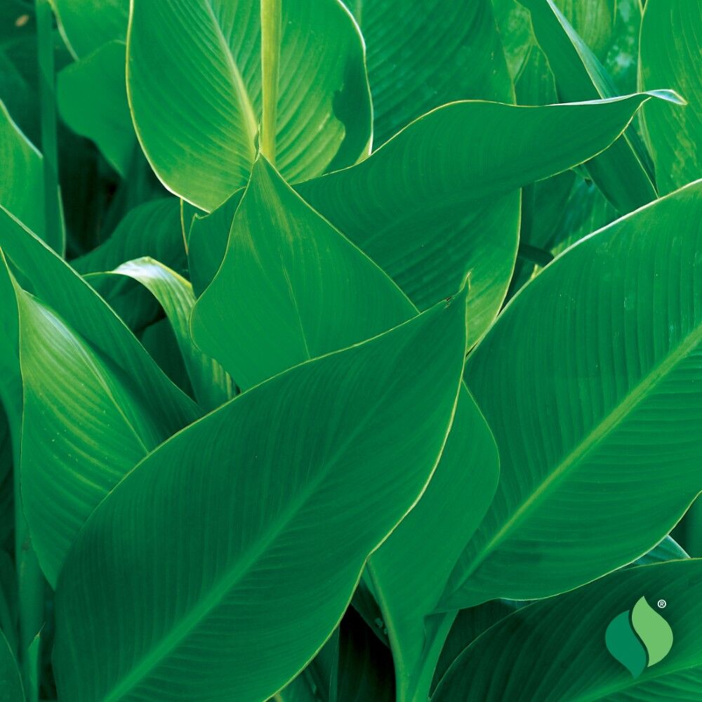 DeGroot Canna, King City Gold