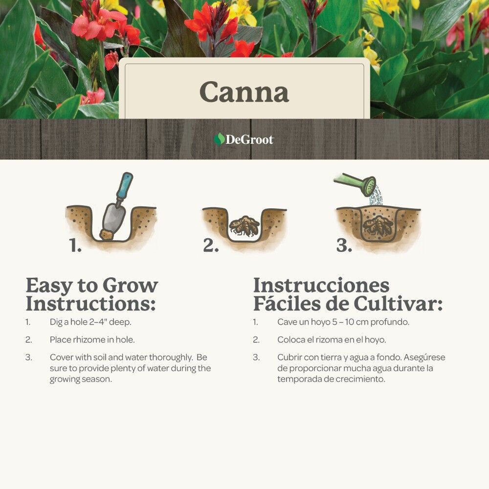 DeGroot Canna, King City Gold