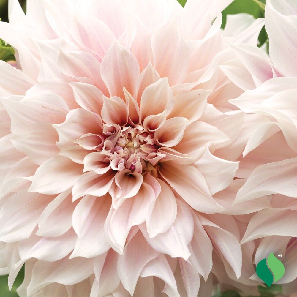 DeGroot Dahlia Dinnerplate, Café Au Lait