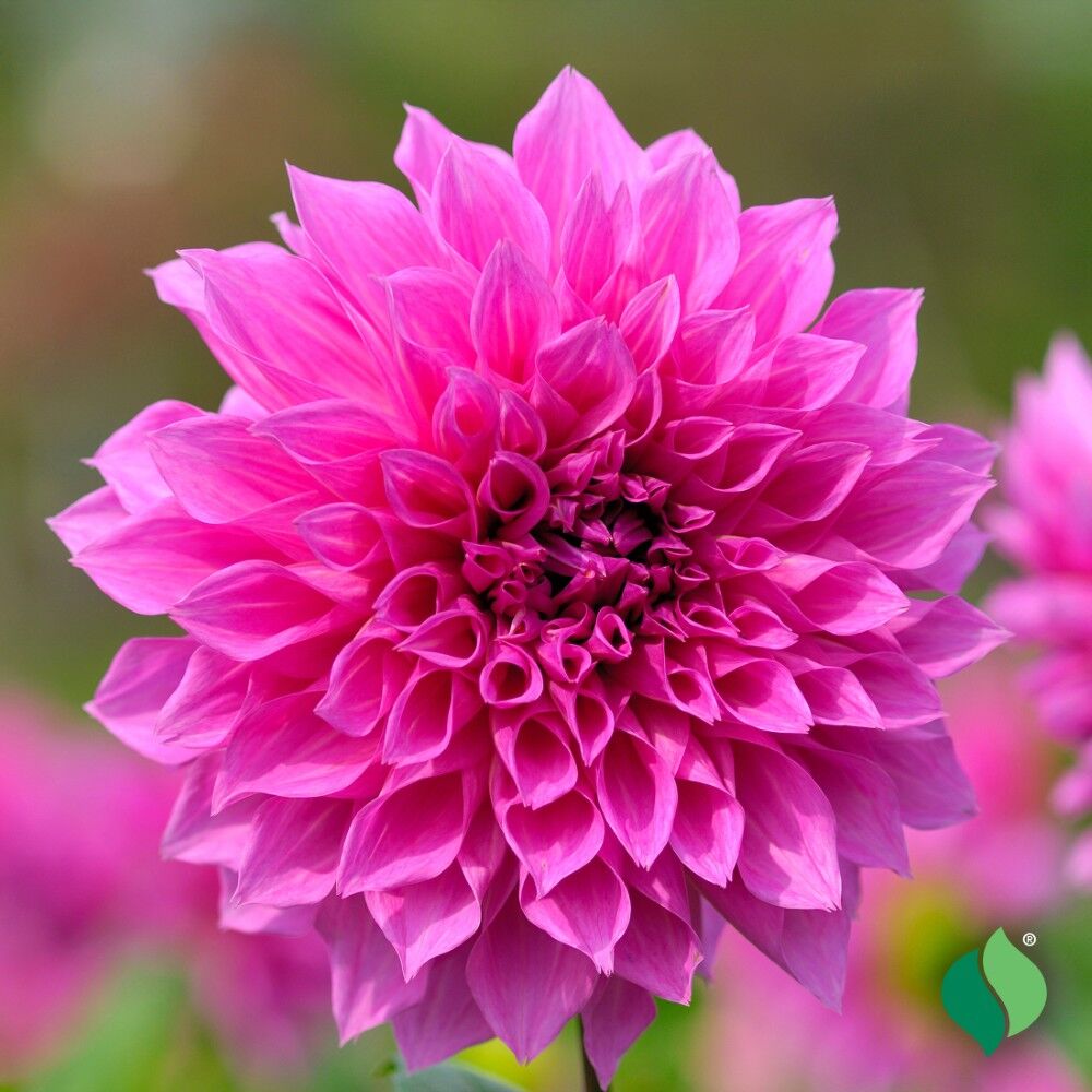 DeGroot Dahlia Dinnerplate, Lucky Number