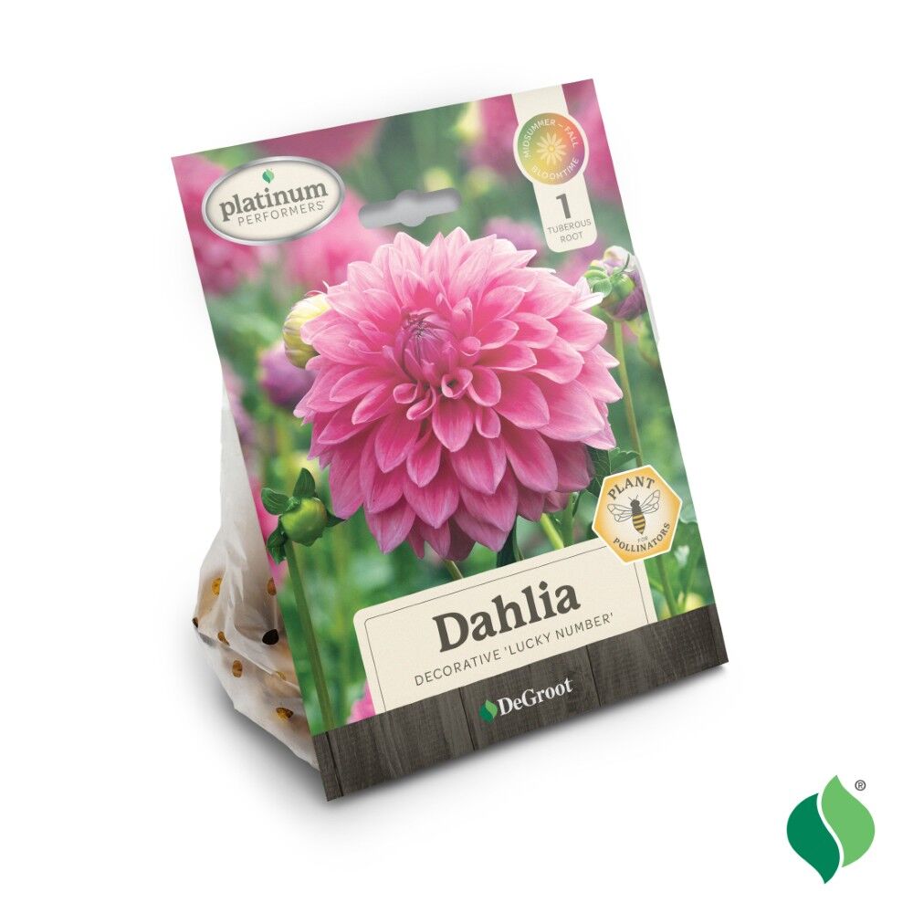 DeGroot Dahlia Dinnerplate, Lucky Number