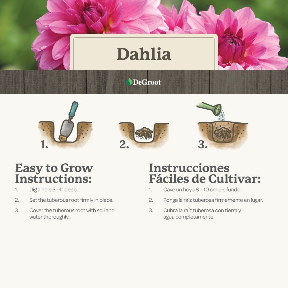 DeGroot Dahlia Decorative, Peaches & Cream