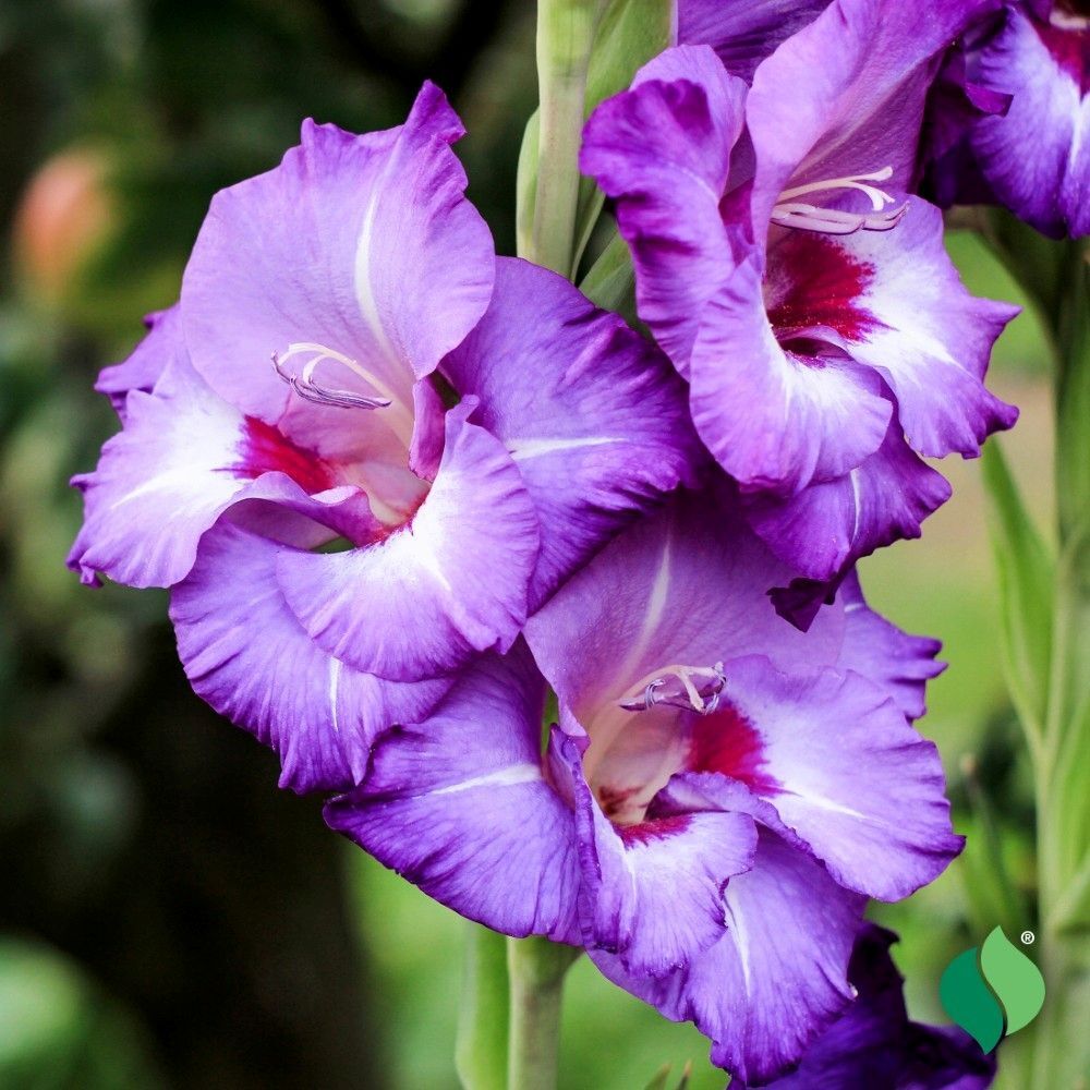 DeGroot Gladiolus, Vista