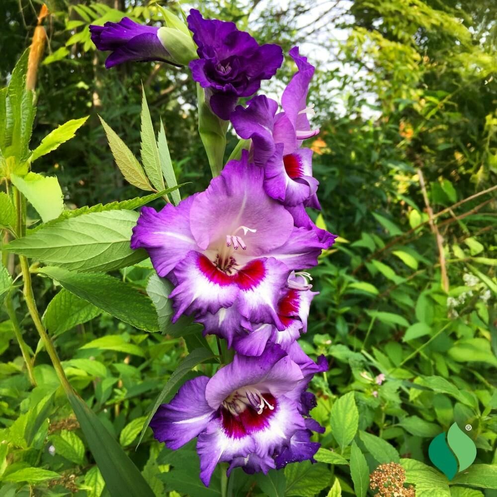 DeGroot Gladiolus, Vista