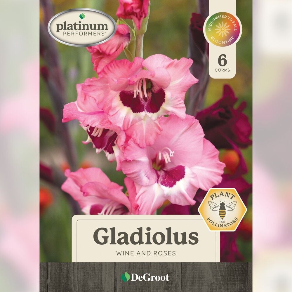 DeGroot Gladiolus, Wine and Roses