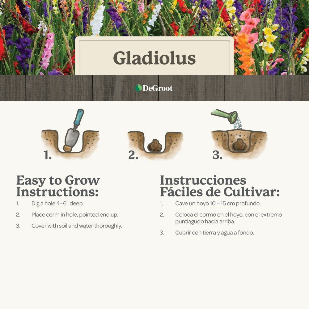 DeGroot Gladiolus, Wine and Roses