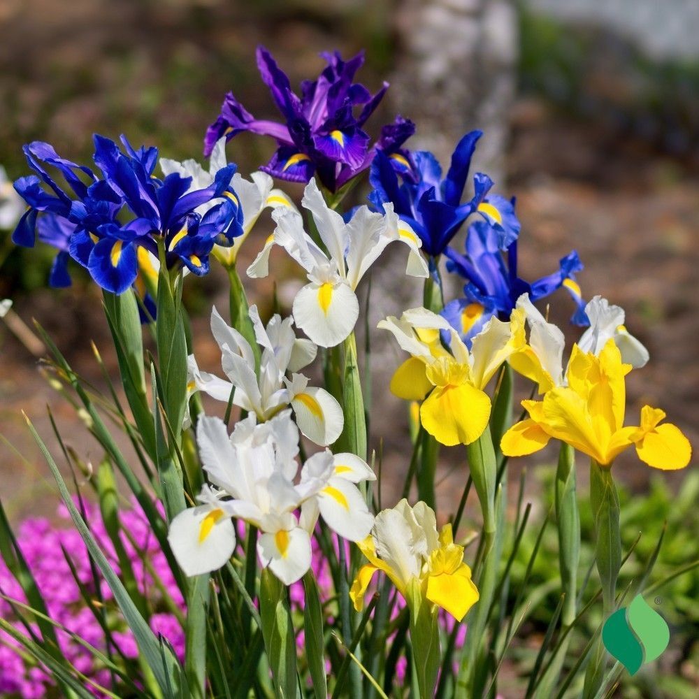 DeGroot Dutch Iris, Mix
