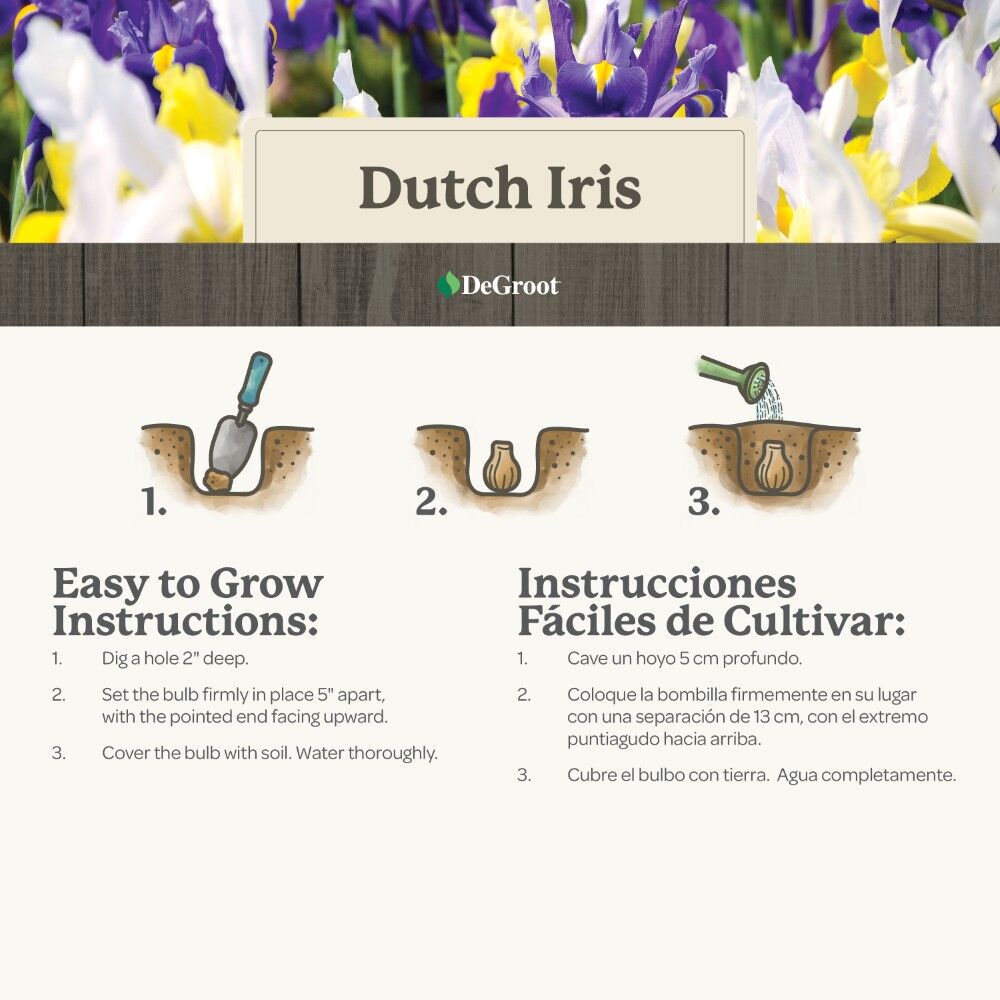 DeGroot Dutch Iris, Mix