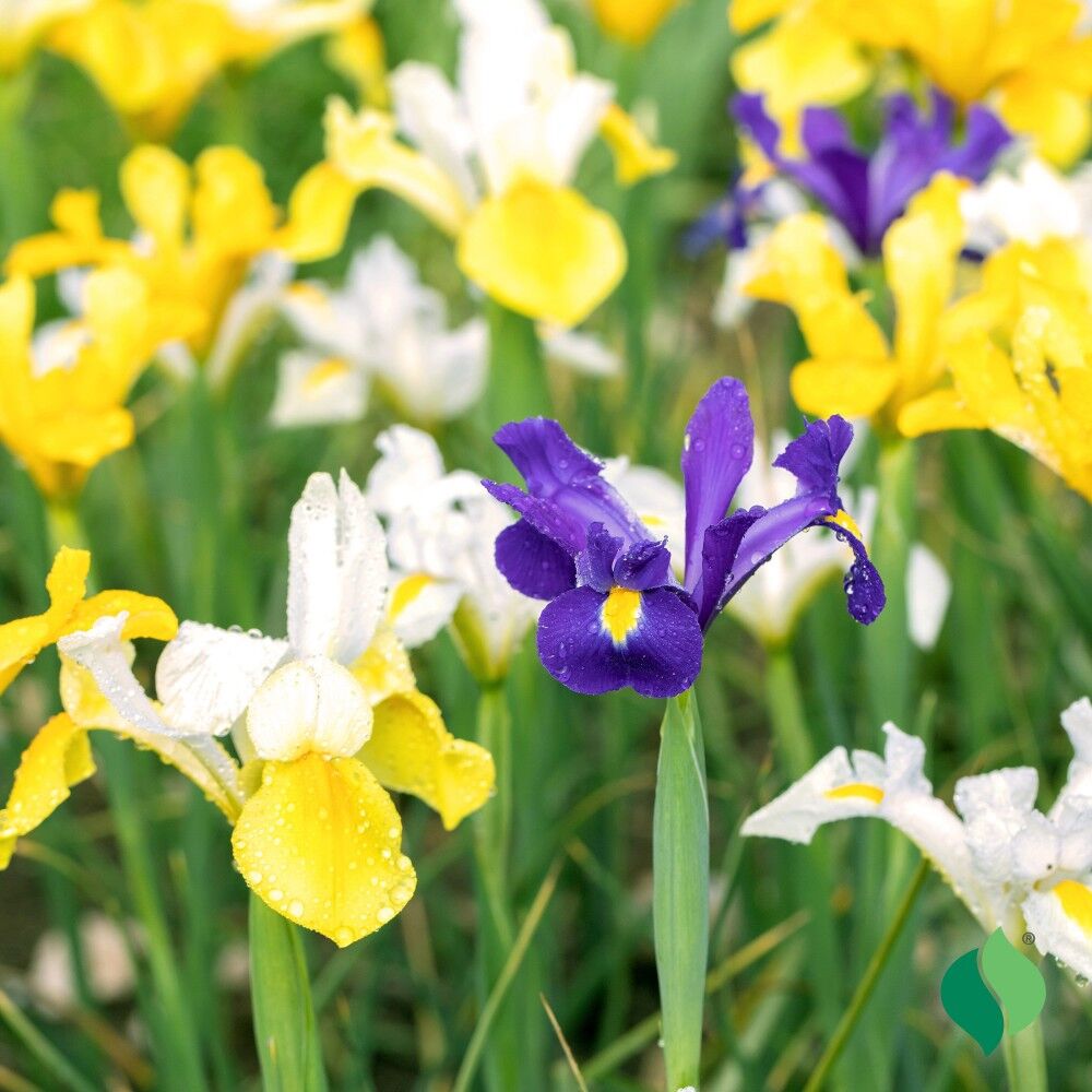 DeGroot Dutch Iris, Mix