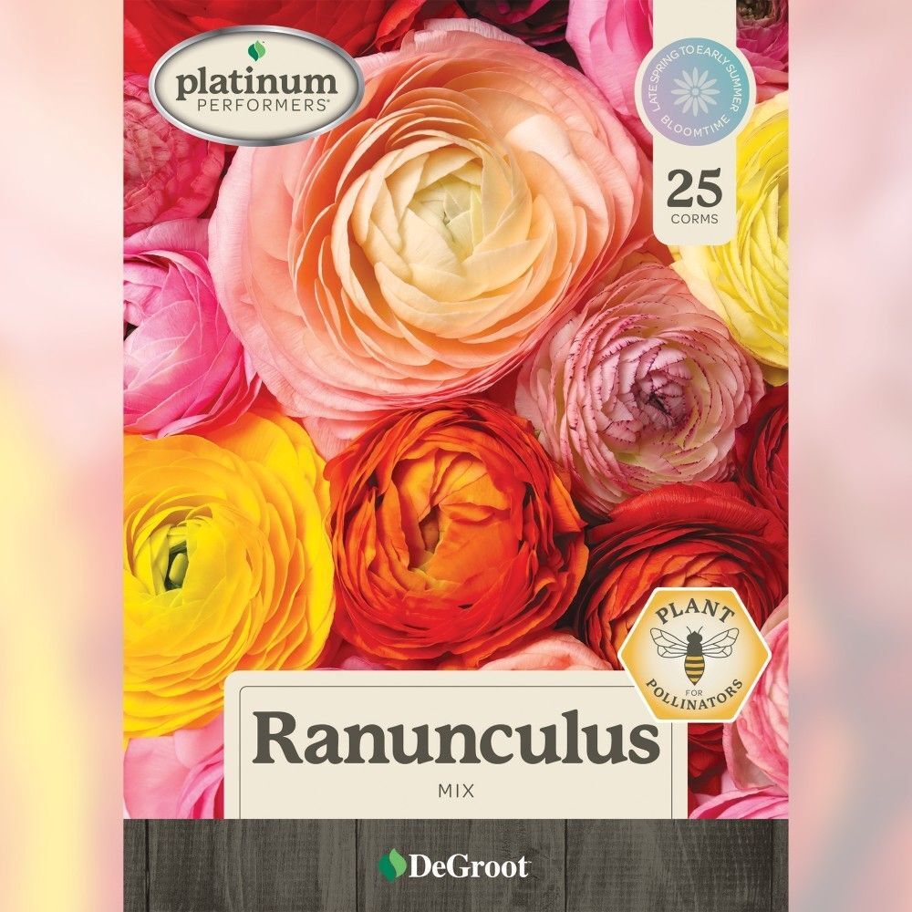 DeGroot Ranunculus, Mix