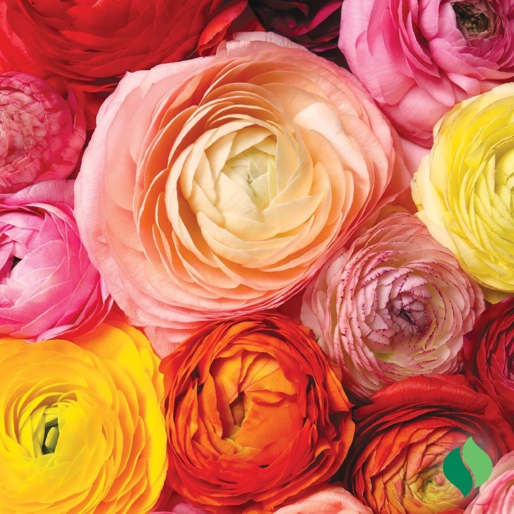 DeGroot Ranunculus, Mix