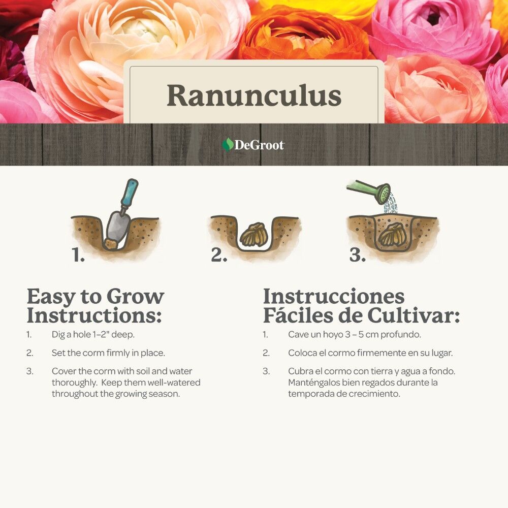 DeGroot Ranunculus, Mix