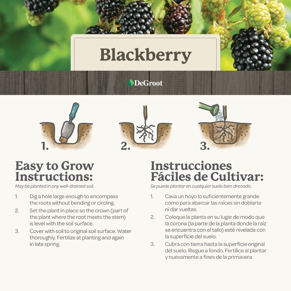 DeGroot Blackberry, Cheyenne