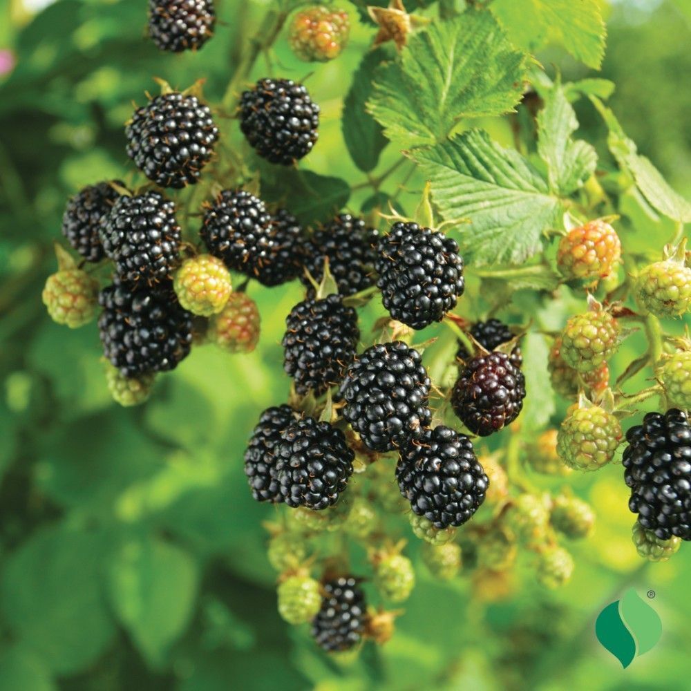 DeGroot Blackberry, Cheyenne