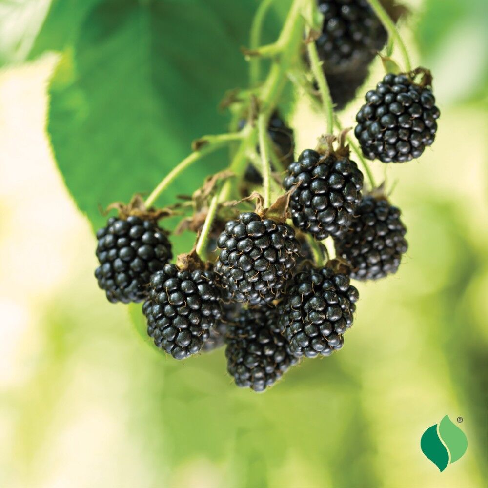 DeGroot Blackberry, Cheyenne