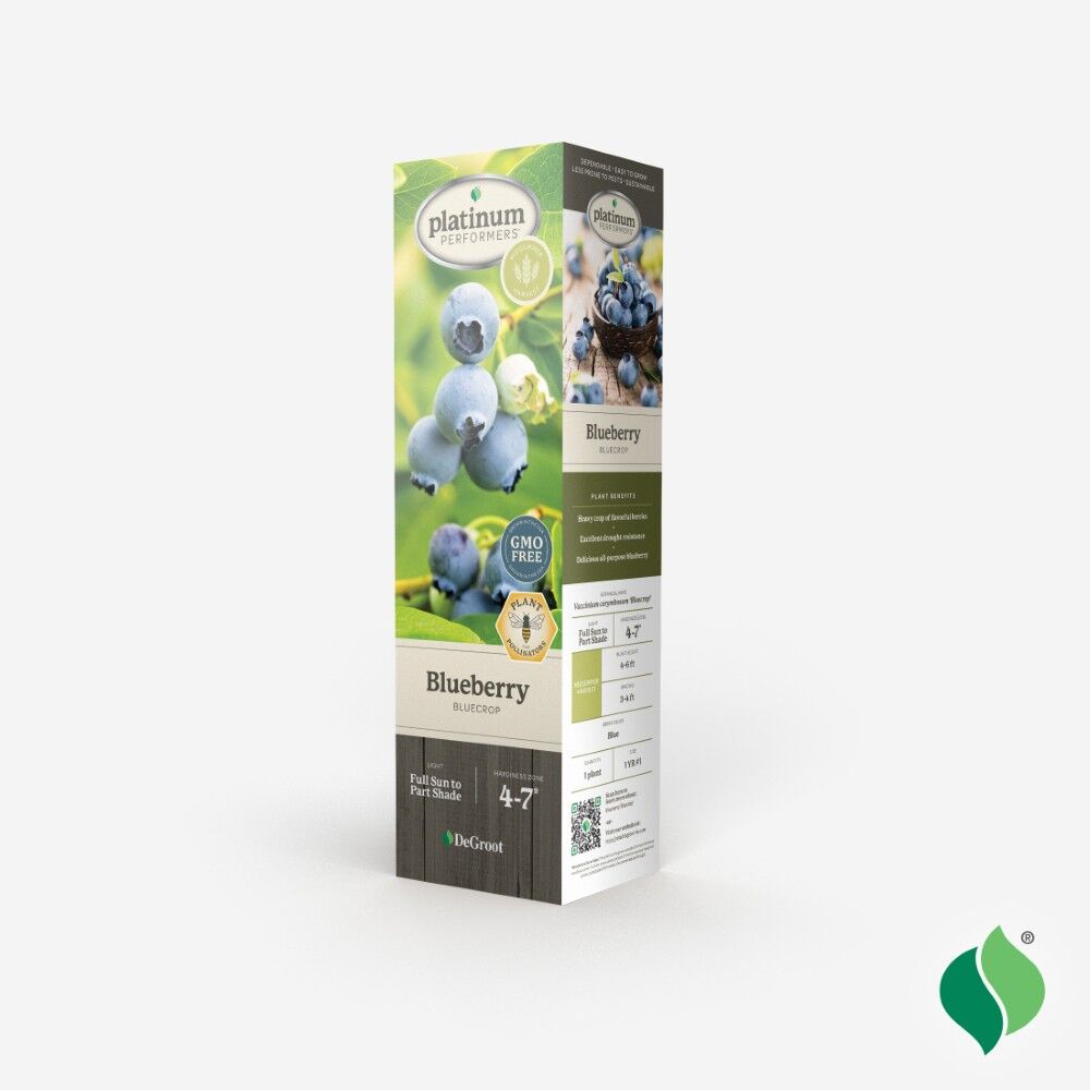 DeGroot Blueberry, Bluecrop