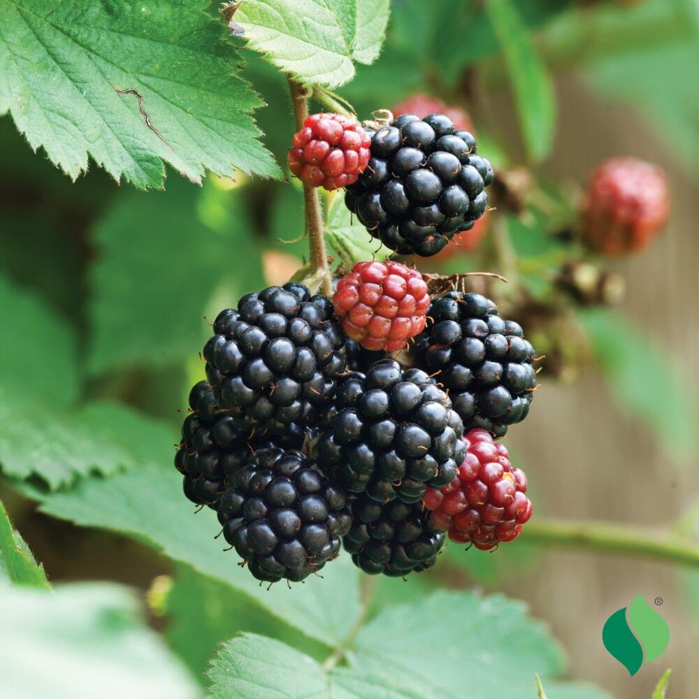 DeGroot Dewberry, Lucretia