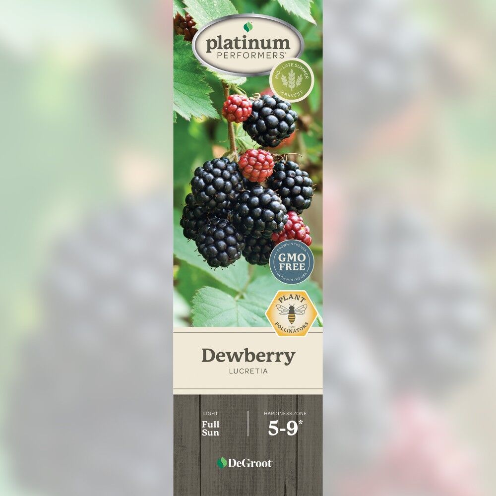 DeGroot Dewberry, Lucretia