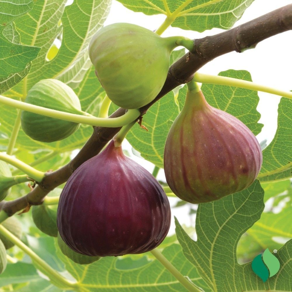 DeGroot Fig, Chicago Hardy