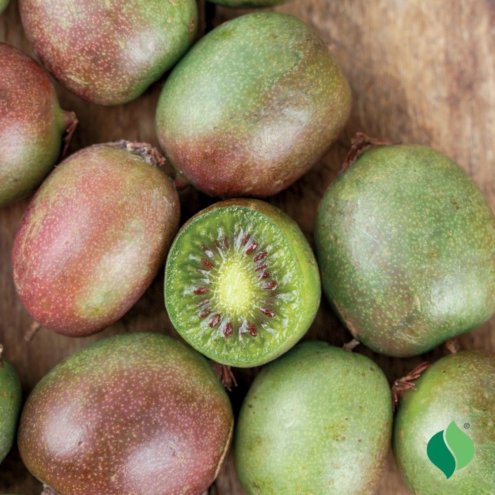 DeGroot Kiwi, Prolific