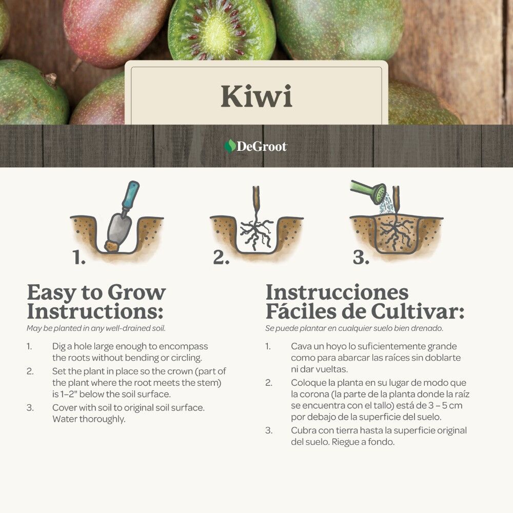 DeGroot Kiwi, Prolific
