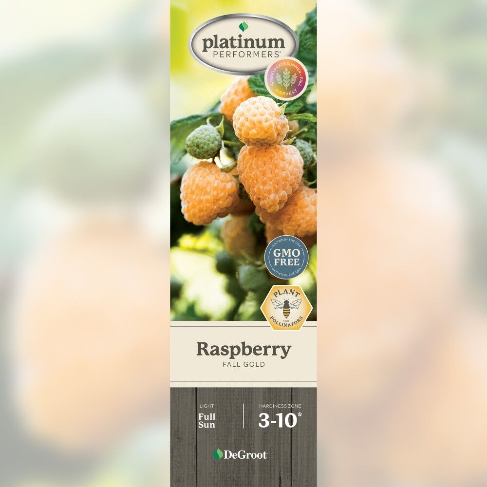 DeGroot Raspberry, Fall Gold