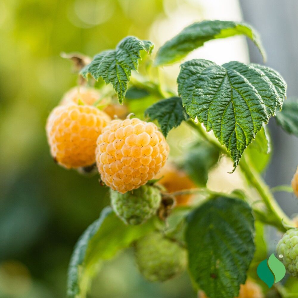 DeGroot Raspberry, Fall Gold